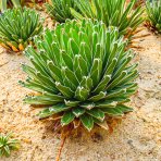 Agáve kráľovská (Agave victoriae-reginae) - výška 10-15 cm, ⌀ 20-30 cm, kont. C6L (-20°C)